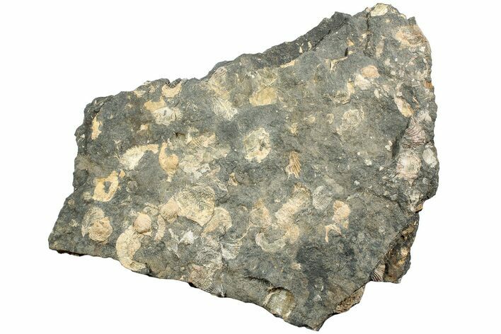Pennsylvanian Fossil Brachiopod Plate - Kentucky #224693